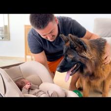 German Shepherd Meets Newborn Baby for the First Time