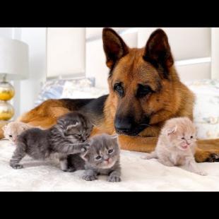 German Shepherd Confused by Cute Baby Kittens