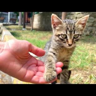 Homeless kitten waiting for food and attention