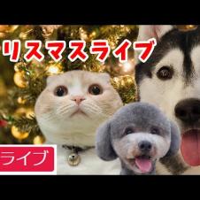 犬と猫の親バカ日記　クリスマスライブ