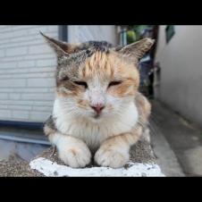 【週刊感動猫動画 2025/10/2w】今週撮った未公開猫動画まとめて公開-unreleased video of this week-