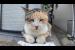 【週刊感動猫動画 2025/10/2w】今週撮った未公開猫動画まとめて公開-unreleased video of this week-