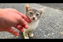 🐱💔 Lonely and Hungry! Abandoned Kitten Waits for Love