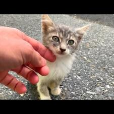 🐱💔 Lonely and Hungry! Abandoned Kitten Waits for Love