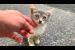 🐱💔 Lonely and Hungry! Abandoned Kitten Waits for Love