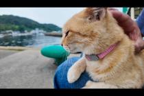猫島からの帰りのフェリーに乗るために港に行くと来たときにもいた茶トラ猫ちゃんがいたので付近に座るとまた膝の上に乗ってきた