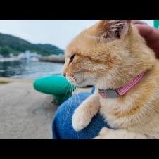 猫島からの帰りのフェリーに乗るために港に行くと来たときにもいた茶トラ猫ちゃんがいたので付近に座るとまた膝の上に乗ってきた