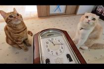 からくり時計が突然開いた時の猫たちの反応がかわいすぎた...
