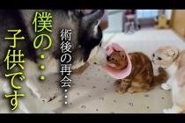手術後初めてハスキー犬に再開して涙を流し喜ぶ子猫に胸が締め付けられました...