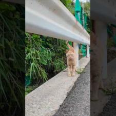 崖っぷちの猫の集会に行ってきた