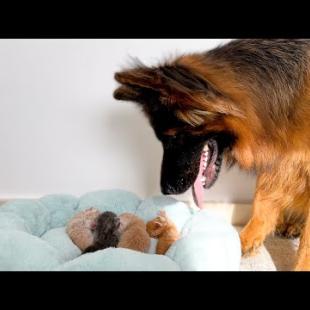 German Shepherd Confused by Newborn Baby Kittens