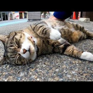 駐車場に堂々と横たわる猫がいたのでナデナデしてきた