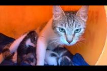 The mother cat covers her kittens like a shield, protecting them with affection