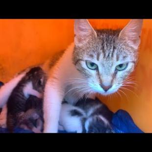 The mother cat covers her kittens like a shield, protecting them with affection