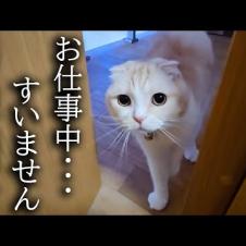 猫が大騒ぎしてるのでついて行ってみると大変な事が...