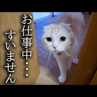 猫が大騒ぎしてるのでついて行ってみると大変な事が...