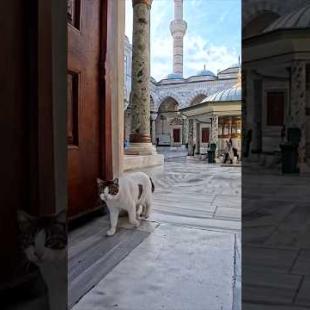モスクに入ろうとすると猫が入口まで出迎えに来てくれた
