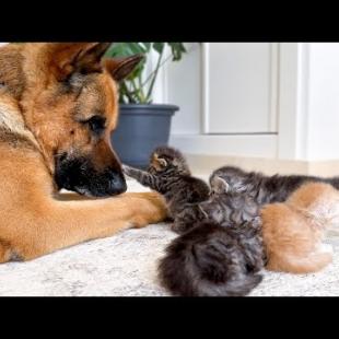 Kittens Adopt a German Shepherd as Their Mom 😍