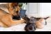 Kittens Adopt a German Shepherd as Their Mom 😍