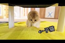 いるはずのない子猫がこたつ下にいると気付いた母猫...