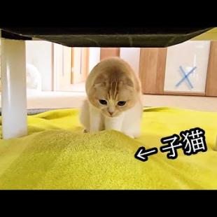 いるはずのない子猫がこたつ下にいると気付いた母猫...