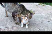 Mother cat protects her kittens and does not let any birds fly around
