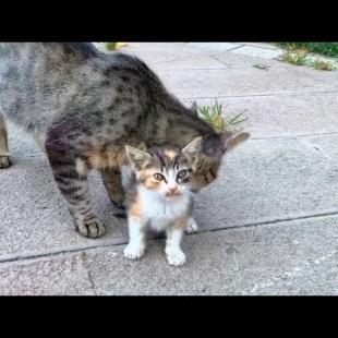 Mother cat protects her kittens and does not let any birds fly around