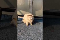 😺💨 Timid But So Cute! This Cat Chooses to Stay Away From People 😢💕#shorts #cat #animals #cute