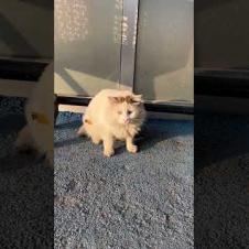 😺💨 Timid But So Cute! This Cat Chooses to Stay Away From People 😢💕#shorts #cat #animals #cute