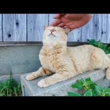 猫島の道路脇にいた猫ちゃんがかわいすぎる