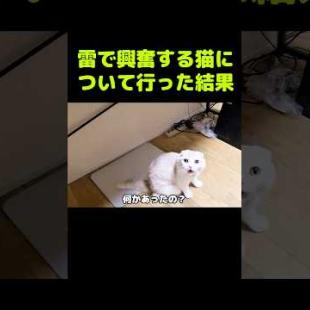 雷で興奮する猫について行った結果...#shorts