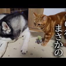 ハスキー犬の様子がおかしいので子猫がプレゼントを渡したら...