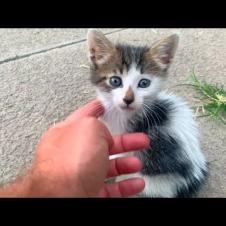 😹💫 Little Kittens in Play Mode! Cuteness and Comedy All in One