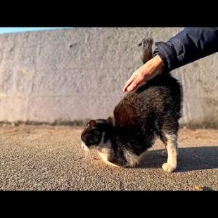 海沿いの道にいたハチワレ猫ちゃん、人を見ると腰トントンを要求してくる