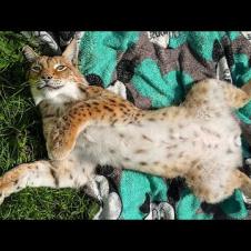 БОБКЭТ РУФУС ВСТАЛ С ТОЙ НОГИ / Воинственные рыси