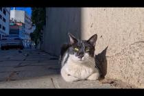 道路脇で出会った人懐っこい猫が可愛すぎて癒やされた