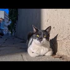 道路脇で出会った人懐っこい猫が可愛すぎて癒やされた