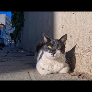 道路脇で出会った人懐っこい猫が可愛すぎて癒やされた