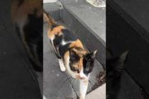😻Pregnant cat slowly approaches me #shorts #cat #catvideos #animals #cute