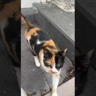 😻Pregnant cat slowly approaches me #shorts #cat #catvideos #animals #cute