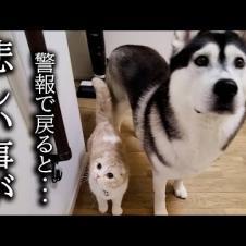 留守中に警報がなったので急いで家に引き返したら猫と犬が...