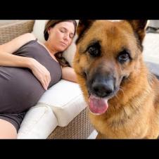 German Shepherd’s Sweet Reaction to Sleeping Pregnant Mom