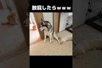 犬が放屁したら猫が...笑#shorts