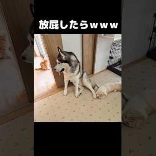 犬が放屁したら猫が...笑#shorts