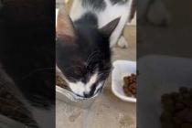 😻 😻 Hungry street cats are eating food, sharing is nice #cat #short #catvideos #animals #cute