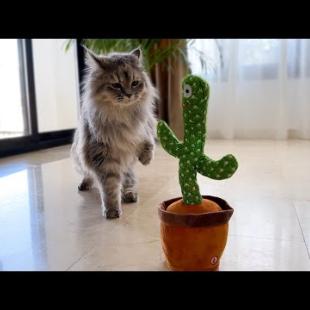 Funny Cat Reacts to Dancing Cactus