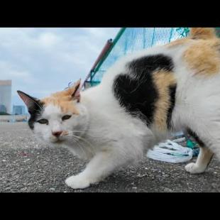 漁港に通うと毎回出てくる“ハート模様”の三毛猫が尊すぎた…【もちゅーる贈呈】