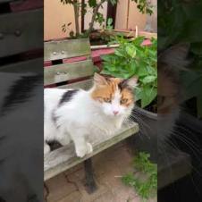 Hey human, I'm a cat meow #shorts #meow #kitten #cat #cute #baby #animals #suncats #kittens