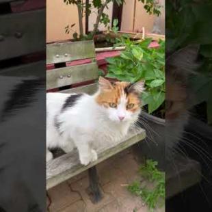 Hey human, I'm a cat meow #shorts #meow #kitten #cat #cute #baby #animals #suncats #kittens