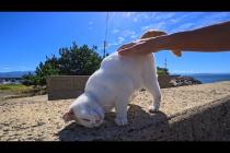 防波堤の上の猫を撫でたらゴロゴロ転がって甘えまくり!かわいすぎた💕